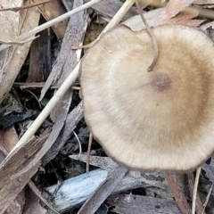 Pluteus sp. at O'Connor, ACT - 19 May 2022