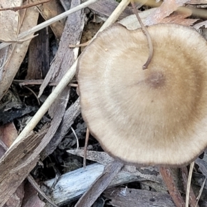 Pluteus sp. at O'Connor, ACT - 19 May 2022