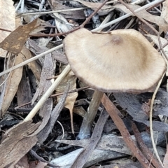 Pluteus sp. at O'Connor, ACT - 19 May 2022