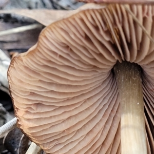 Pluteus sp. at O'Connor, ACT - 19 May 2022