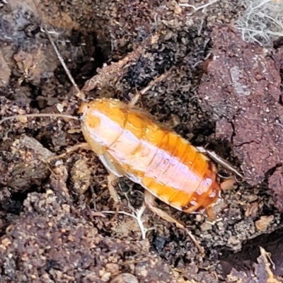 Unverified Cockroach (Blattodea, several families) at O'Connor, ACT - 19 May 2022 by trevorpreston
