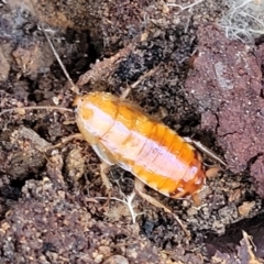 Unidentified Cockroach (Blattodea, several families) at O'Connor, ACT - 19 May 2022 by trevorpreston