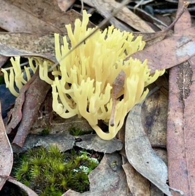 Ramaria sp. (genus) (A Coral fungus) at O'Connor, ACT - 19 May 2022 by mtchl