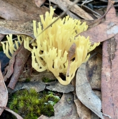 Ramaria sp. (A Coral fungus) at O'Connor, ACT - 19 May 2022 by mtchl