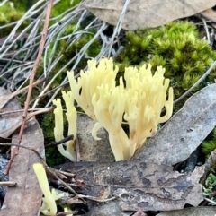 Ramaria sp. at O'Connor, ACT - 19 May 2022 01:30 PM