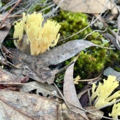 Ramaria sp. at O'Connor, ACT - 19 May 2022