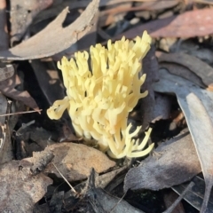 Ramaria sp. at O'Connor, ACT - 19 May 2022