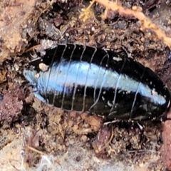 Unidentified Cockroach (Blattodea, several families) (TBC) at O'Connor, ACT - 19 May 2022 by trevorpreston