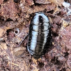 Platyzosteria melanaria at O'Connor, ACT - 19 May 2022