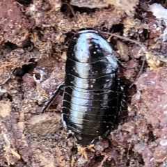 Platyzosteria melanaria at O'Connor, ACT - 19 May 2022