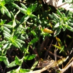 Gonocarpus tetragynus (Common Raspwort) at The Pinnacle - 16 May 2022 by sangio7