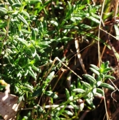 Gonocarpus tetragynus at Weetangera, ACT - 17 May 2022 08:20 AM