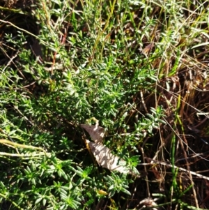 Gonocarpus tetragynus at Weetangera, ACT - 17 May 2022 08:20 AM