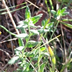 Gonocarpus tetragynus at Weetangera, ACT - 17 May 2022