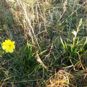 Oenothera stricta subsp. stricta at Molonglo Valley, ACT - 2 May 2022 08:02 AM