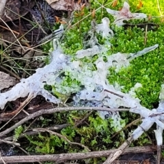 Myxomycete - past plasmodial stage at Bruce Ridge - 19 May 2022 by trevorpreston