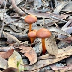 Unidentified Cap on a stem; gills below cap [mushrooms or mushroom-like] at O'Connor, ACT - 19 May 2022 by mtchl