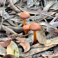 Unidentified Cap on a stem; gills below cap [mushrooms or mushroom-like] (TBC) at O'Connor, ACT - 19 May 2022 by mtchl