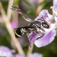 Eumeninae (subfamily) (Unidentified Potter wasp) at ANBG - 16 May 2022 by Roger