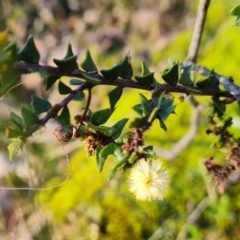 Acacia gunnii (Ploughshare Wattle) at Farrer, ACT - 19 May 2022 by Mike
