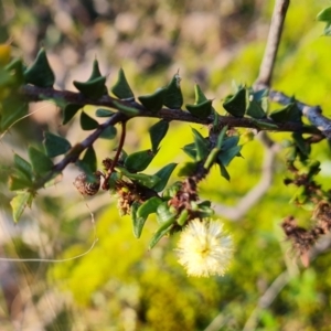Acacia gunnii (Ploughshare Wattle) at Farrer, ACT by Mike
