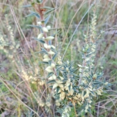 Melichrus urceolatus (Urn Heath) at Farrer Ridge - 19 May 2022 by Mike