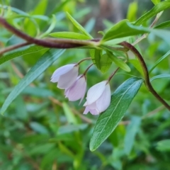 Billardiera heterophylla (Western Australian Bluebell Creeper) at Farrer, ACT - 19 May 2022 by Mike