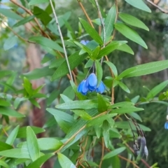 Billardiera heterophylla at Farrer, ACT - 19 May 2022