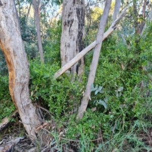 Billardiera heterophylla at Farrer, ACT - 19 May 2022