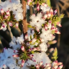 Leucopogon attenuatus (Small leaved beard heath) at Farrer, ACT - 19 May 2022 by Mike