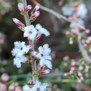 Styphelia attenuata at Farrer, ACT - 19 May 2022