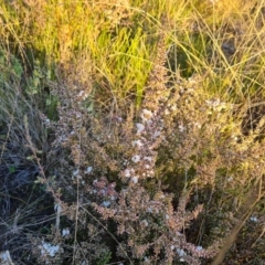 Leucopogon attenuatus at Farrer, ACT - 19 May 2022