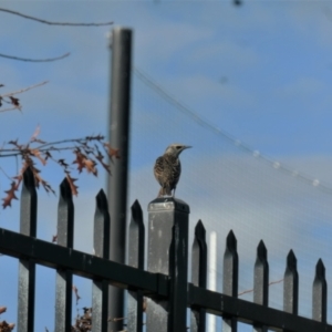 Sturnus vulgaris at Gungahlin, ACT - 17 May 2022