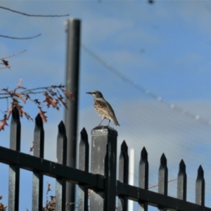 Sturnus vulgaris at Gungahlin, ACT - 17 May 2022