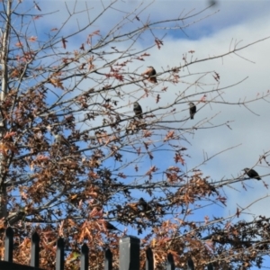 Sturnus vulgaris at Gungahlin, ACT - 17 May 2022