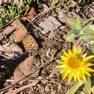 Junonia villida (Meadow Argus) at GG182 - 19 May 2022 by KMcCue