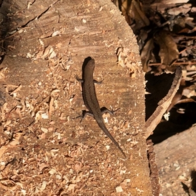 Lampropholis guichenoti (Common Garden Skink) at GG182 - 19 May 2022 by KMcCue