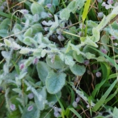 Kickxia elatine (Sharpleaf Cancerwort) at Molonglo Valley, ACT - 1 May 2022 by sangio7