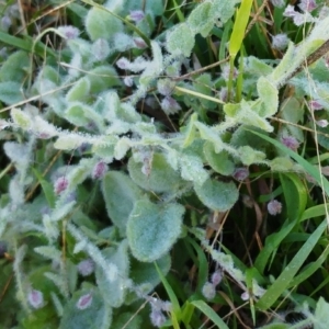 Kickxia elatine at Molonglo Valley, ACT - 2 May 2022