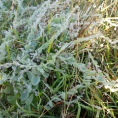 Kickxia elatine at Molonglo Valley, ACT - 2 May 2022