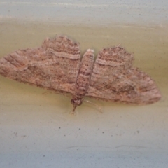 Chloroclystis filata (Filata Moth, Australian Pug Moth) at Murrumbateman, NSW - 19 May 2022 by SimoneC