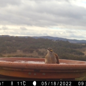 Caligavis chrysops at Yass River, NSW - 18 May 2022 09:50 AM