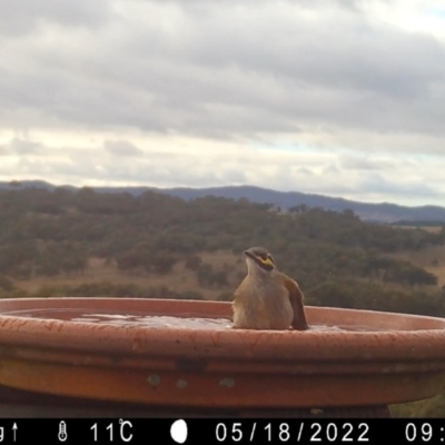 Caligavis chrysops (Yellow-faced Honeyeater) at Rugosa - 17 May 2022 by SenexRugosus