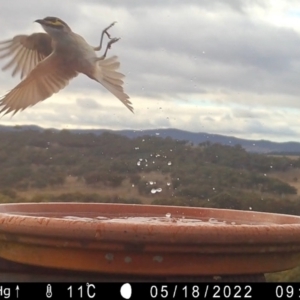 Caligavis chrysops at Yass River, NSW - 18 May 2022 09:50 AM