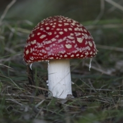 Amanita muscaria (TBC) at National Arboretum Forests - 17 May 2022 by AlisonMilton