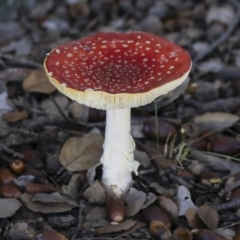 Amanita muscaria at Molonglo Valley, ACT - 17 May 2022