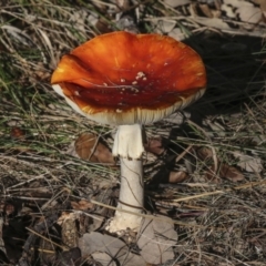 Amanita muscaria at Molonglo Valley, ACT - 17 May 2022