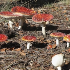 Amanita muscaria at Molonglo Valley, ACT - 17 May 2022