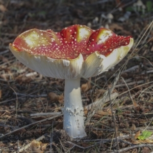 Amanita muscaria at Molonglo Valley, ACT - 17 May 2022