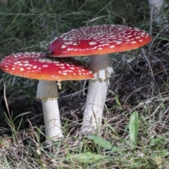 Amanita muscaria at Molonglo Valley, ACT - 17 May 2022